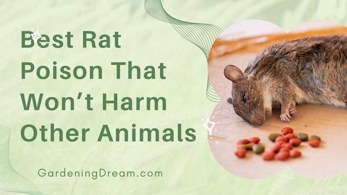 'Video thumbnail for Best Rat Poison That Won’t Harm Other Animals'