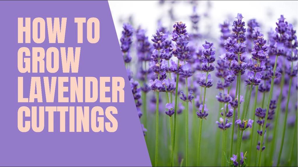 'Video thumbnail for How to grow LAVENDER cuttings'