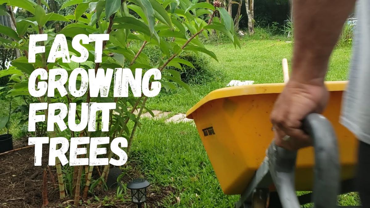 'Video thumbnail for 3 Tips To Make Fruit Trees Grow Faster'