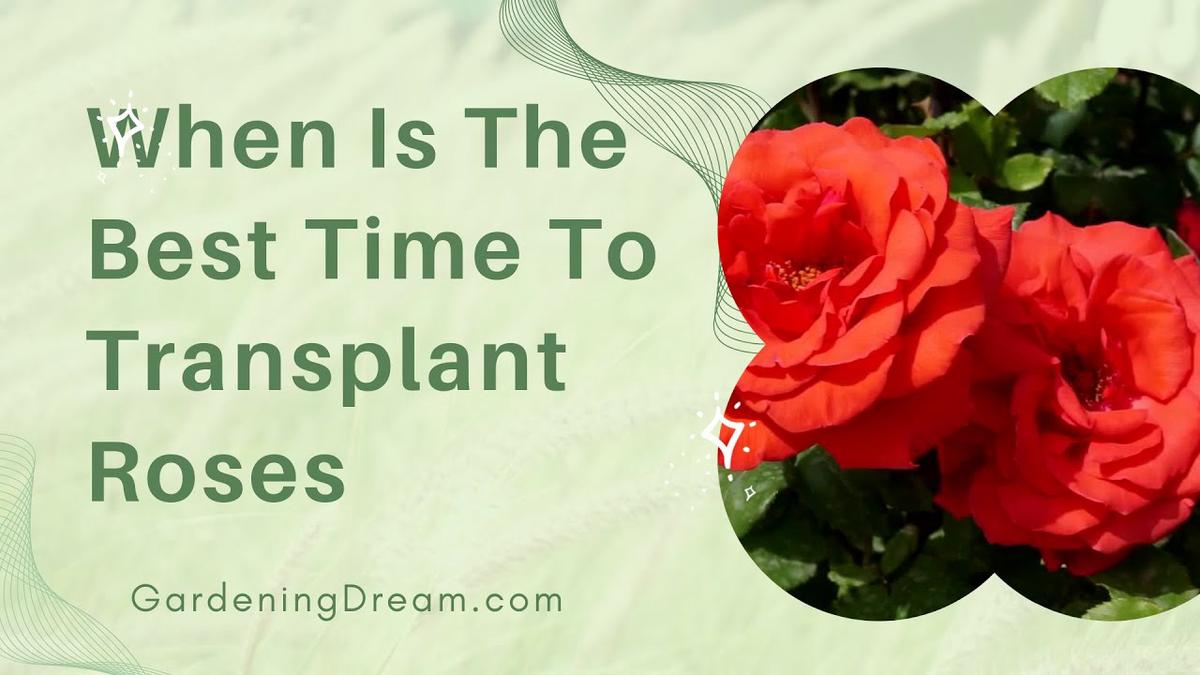 'Video thumbnail for When Is The Best Time To Transplant Roses'