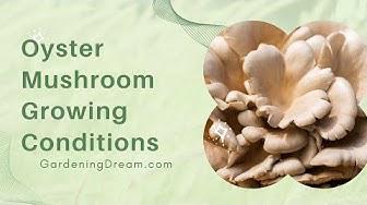 'Video thumbnail for Oyster Mushroom Growing Conditions'