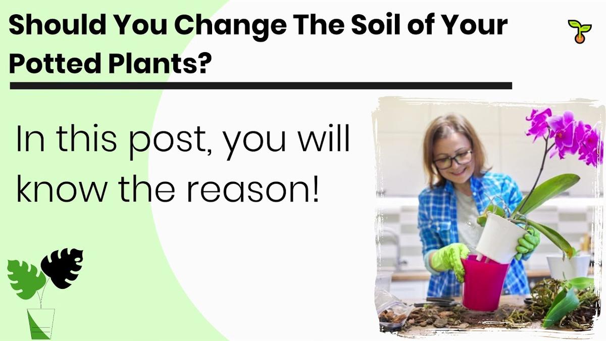 'Video thumbnail for Guides To Changing Soil in The Pot! (2021)'