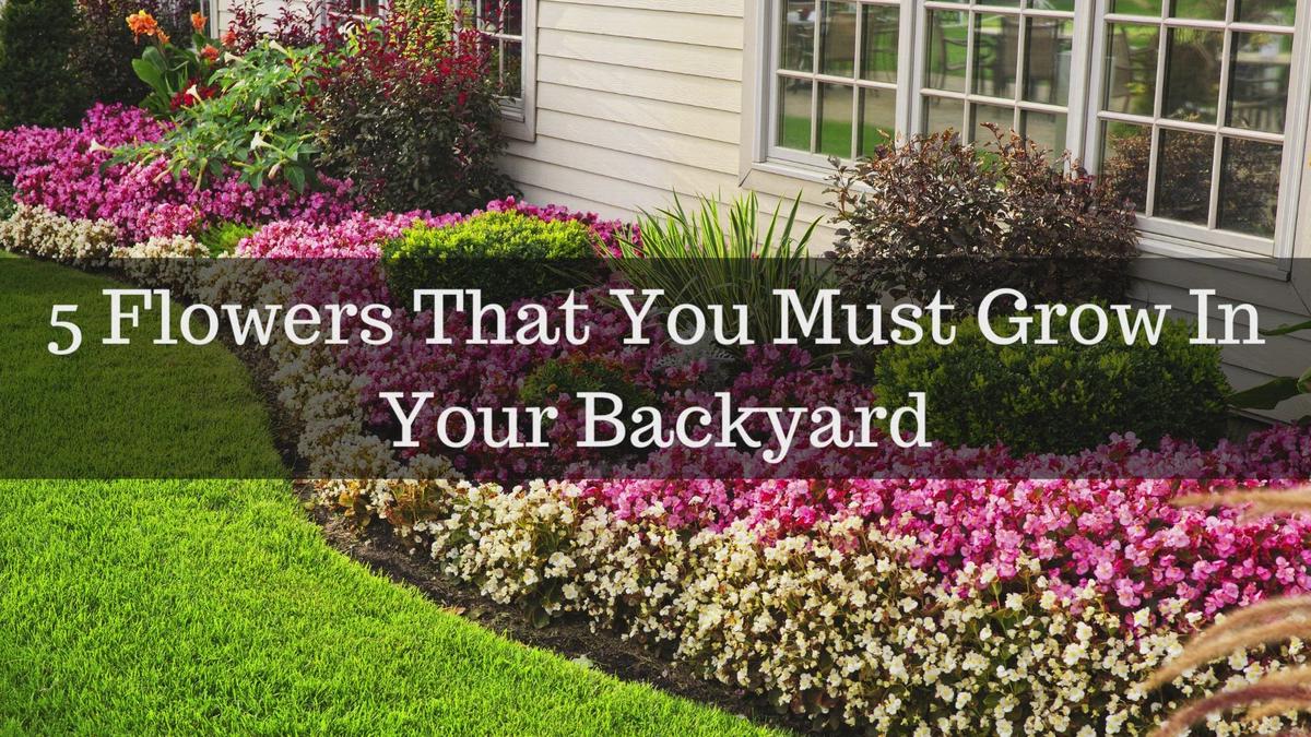 'Video thumbnail for 5 Flowers For Your Backyard'
