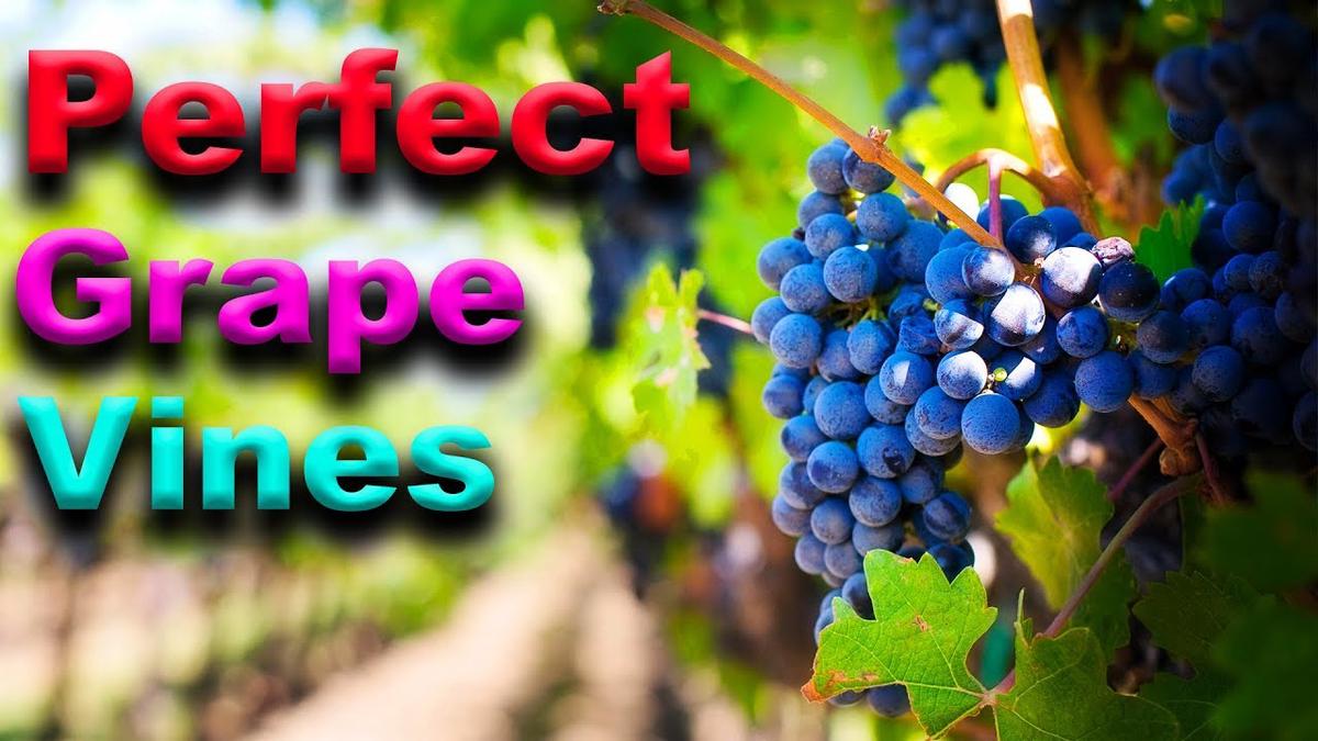 'Video thumbnail for ESSENTIAL Grape Vine Growing Tips - That Really WORK'