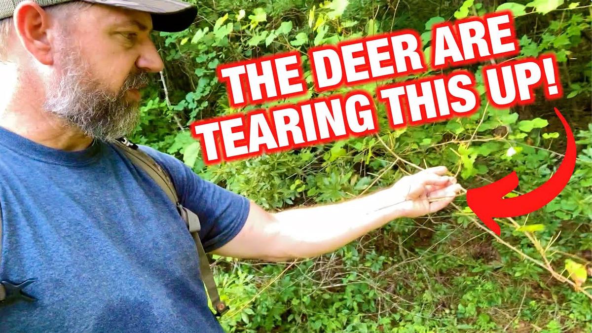 'Video thumbnail for The Importance of Summer Deer Browse'