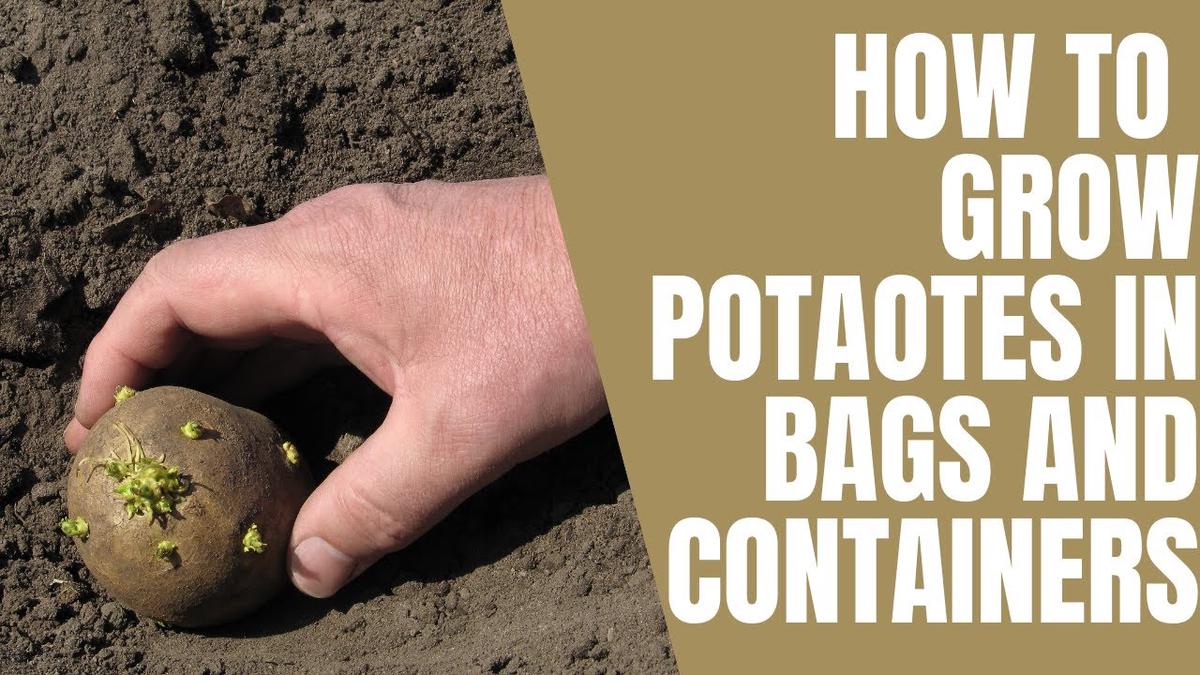 'Video thumbnail for How to grow potatoes in bags and containers - how to care for your potatoes'