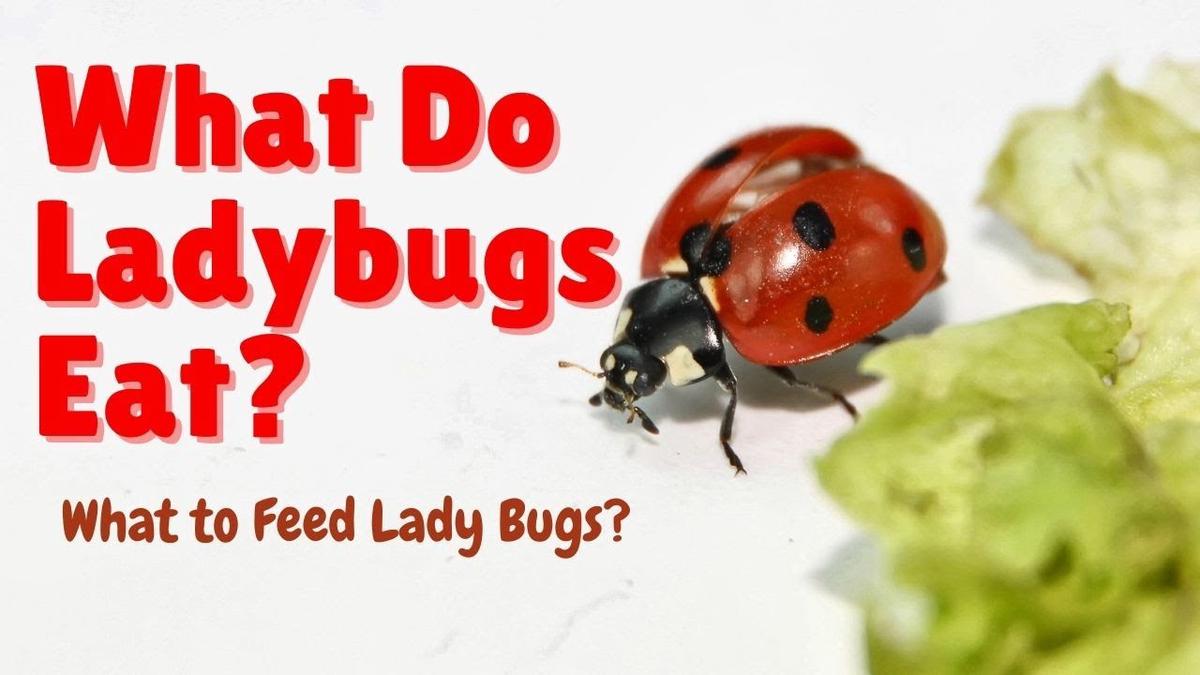 'Video thumbnail for What do Ladybugs Eat - What do Ladybirds Eat - What to Feed Ladybugs?'