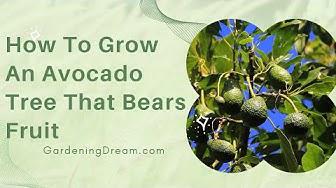 'Video thumbnail for How To Grow An Avocado Tree That Bears Fruit'