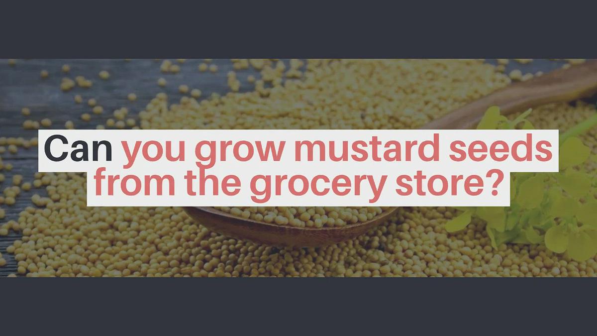 'Video thumbnail for Can you grow mustard seeds from the grocery store'