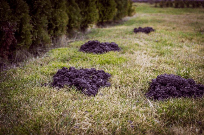 The best method to repel moles away from your garden