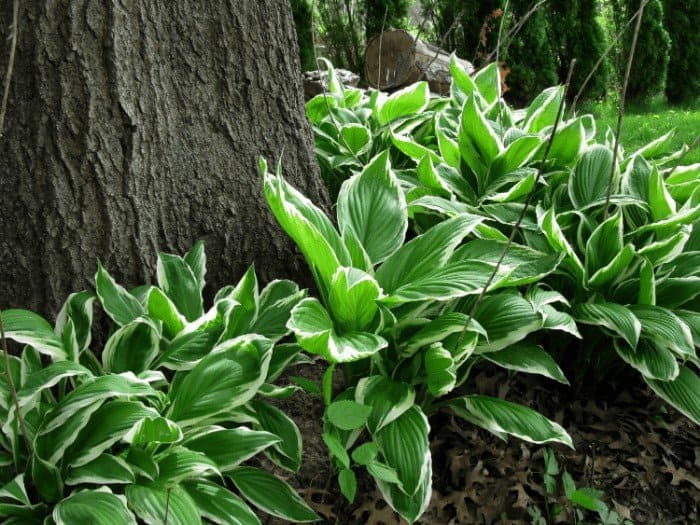 The Best Time to Transplant Hostas