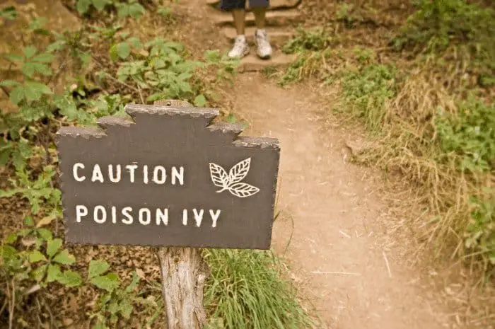 The Best Way to Kill Poison Ivy 