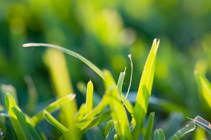 What is the Best Fertilizer for St. Augustine Grass?