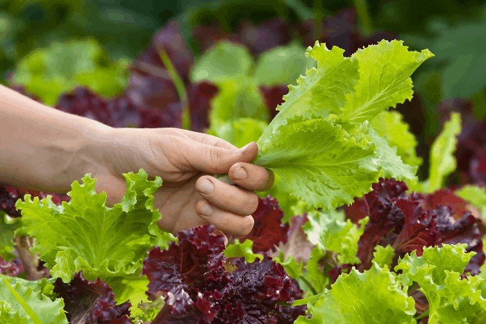 What is the Right Way to Cut Lettuce from the Garden