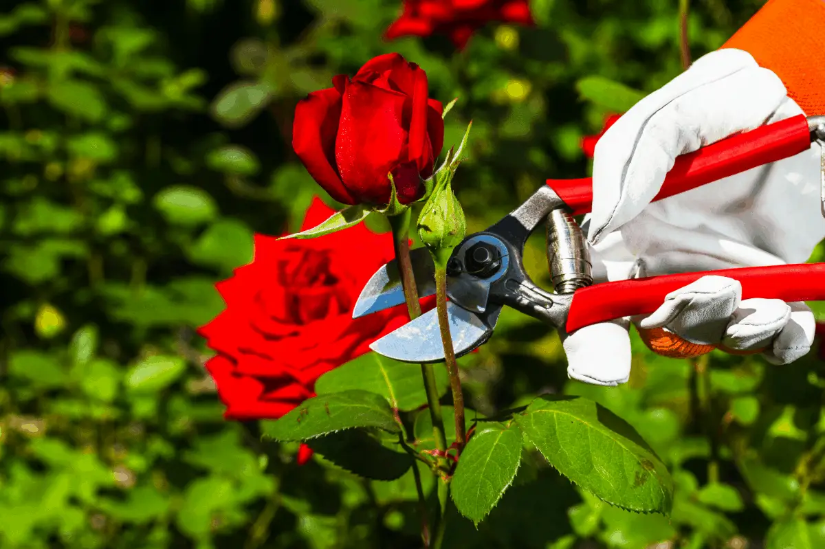 Gardeningdream's Best Time To Prune Roses