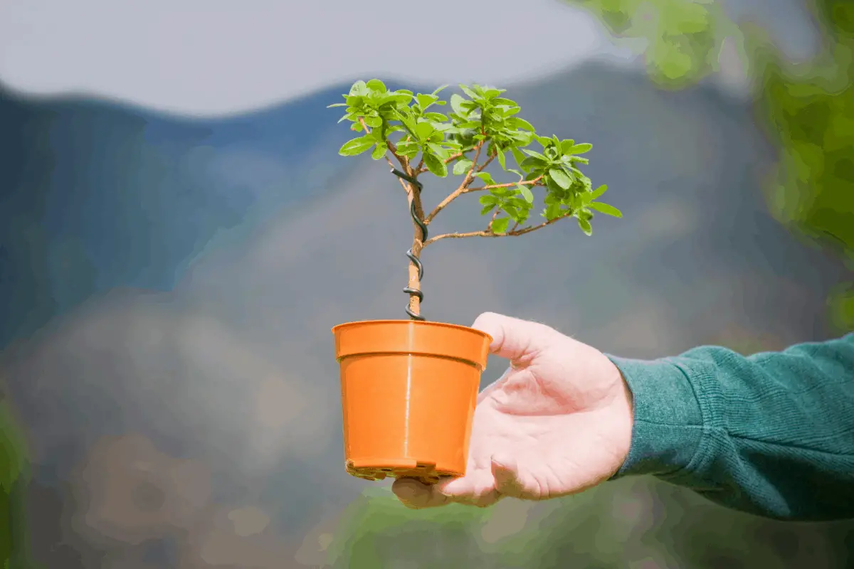 Best Time to Transplant Trees - Gardening Dream