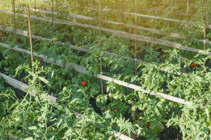 "Catch-Up" on the Best Soil for Tomatoes