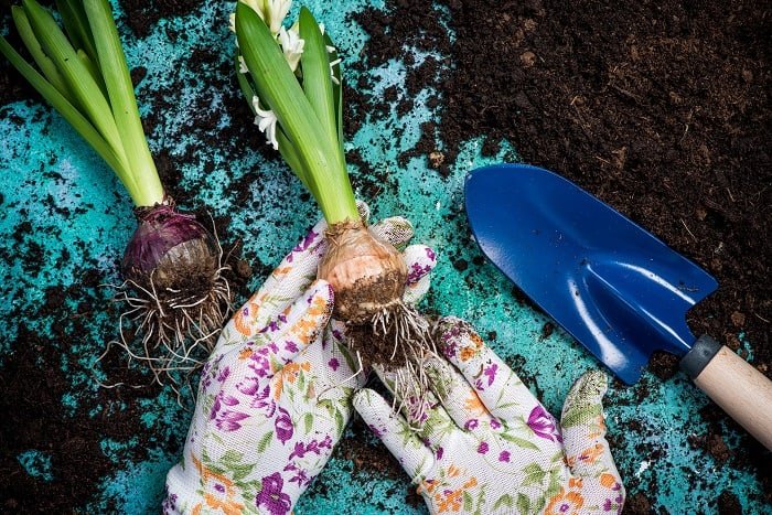 What to Do with Hyacinth Bulbs after Flowering in Water