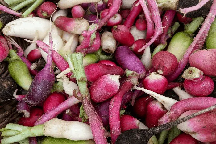 Ripe and Red: When are Radishes Ready to Pick?