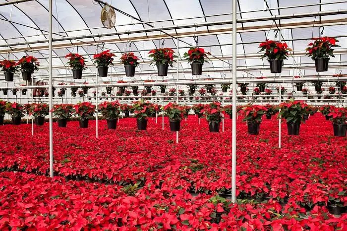 Can Poinsettias Be Left Out in The Cold? 
