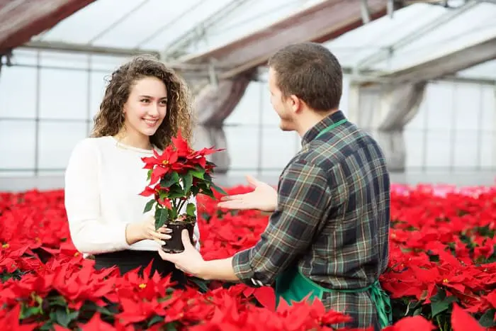 How Often Should You Water Poinsettias
