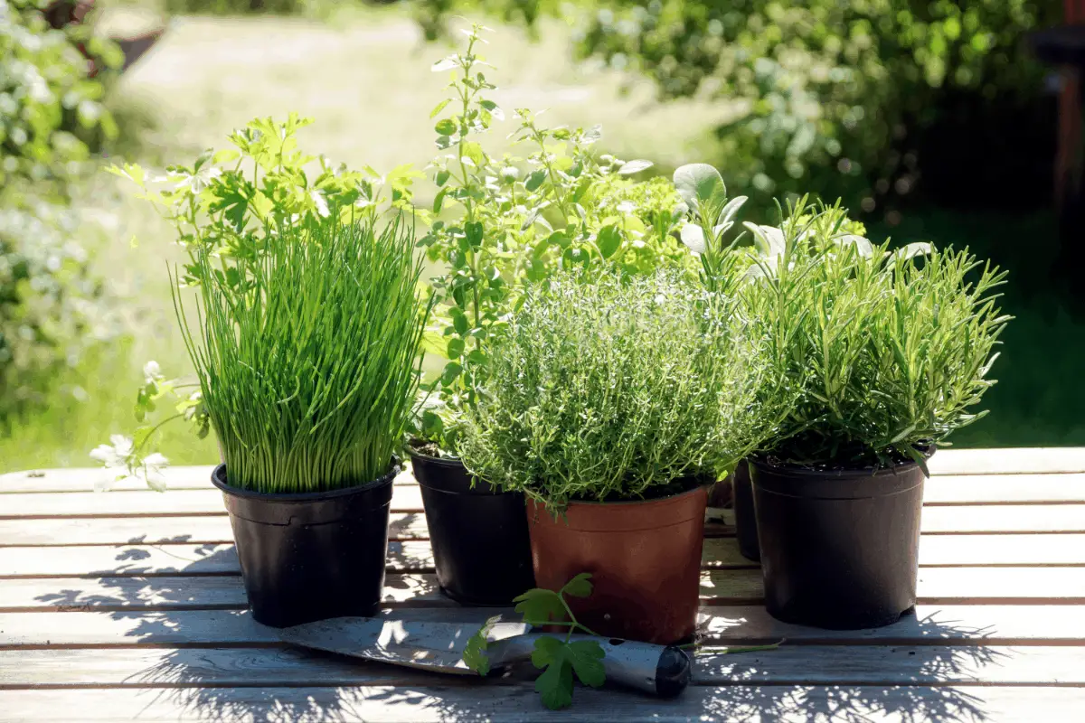 what-herbs-grow-well-with-other-plants-gardening-dream