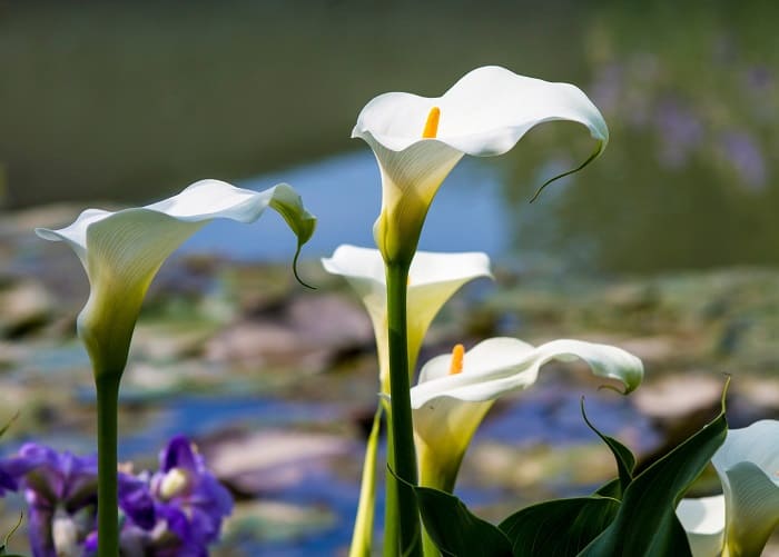 how to care for cala lilies