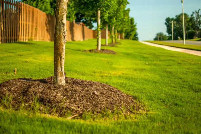 Canva Landscaped trees with mulch in suburb e1575279942403