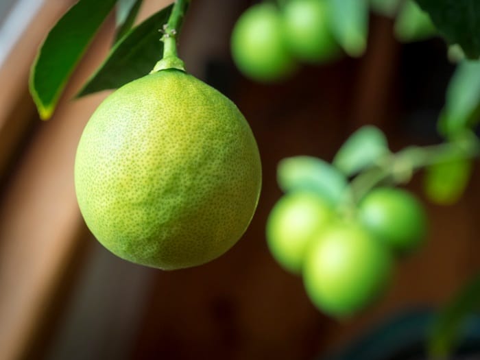 The Best Fertilizer for the Unique Meyer Lemon Tree