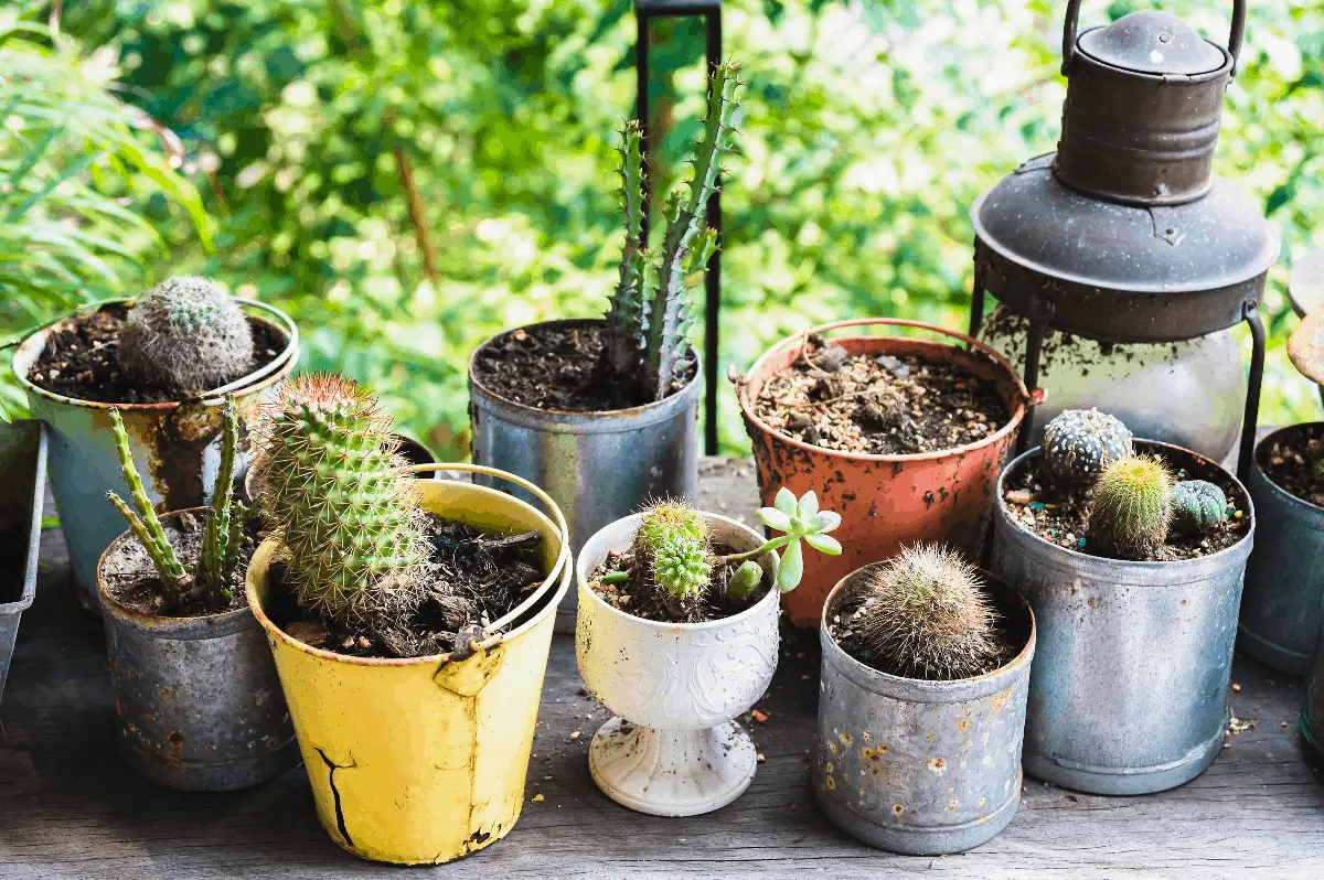 The Best Potting Soil for the Christmas Cactus - Gardening ...