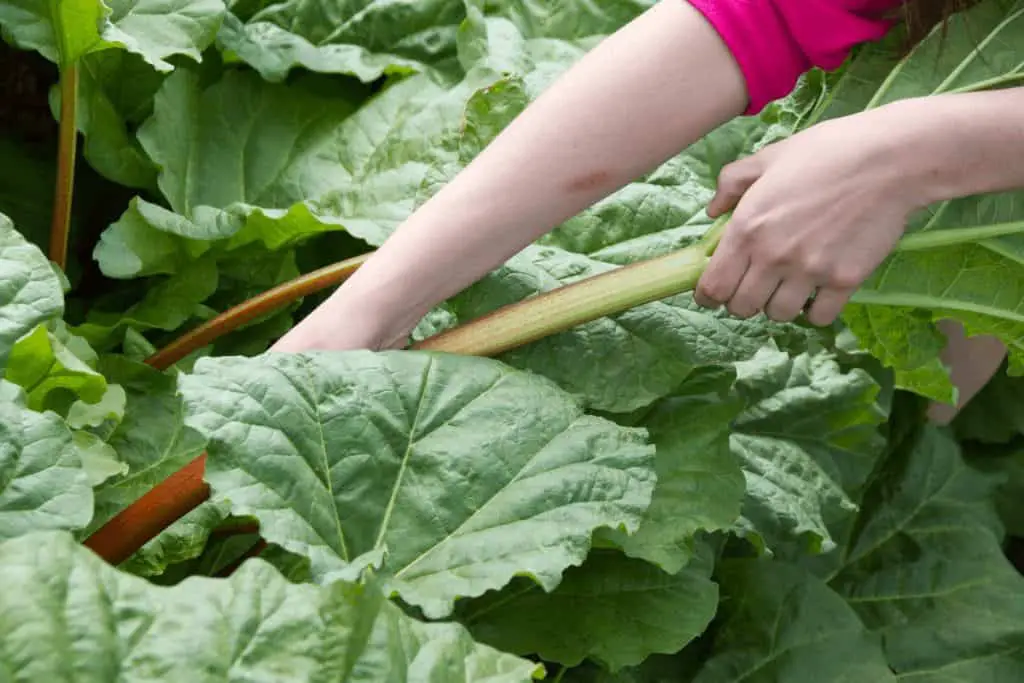 When Is Rhubarb Ready To Pick 1024x683 