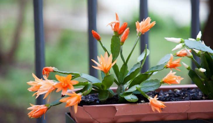 Different Types Of Christmas Cactus Gardening Dream