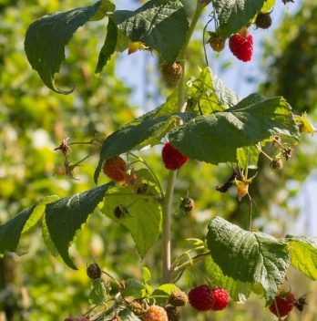 how much sunlight do raspberries need Archives - Gardening Dream