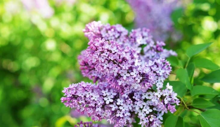 When Do Lilac Bushes Bloom? - Gardening Dream