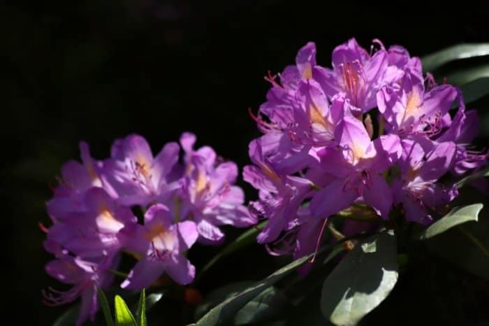 Qué aspecto tiene un rododendro? – Una mirada más profunda - Sueño de  jardinería