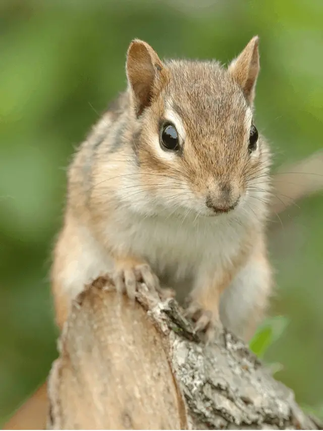 How to Keep Chipmunks Out of Gardens? - Gardening Dream