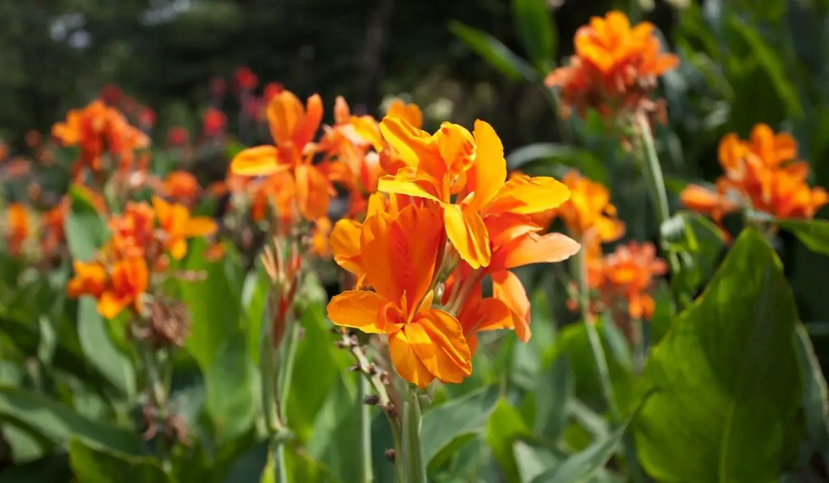 10 increíbles plantas de interior con flores naranjas - Gardening Dream