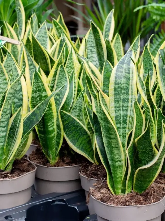 Snake Plant Cold Damage And Prevention - Gardening Dream