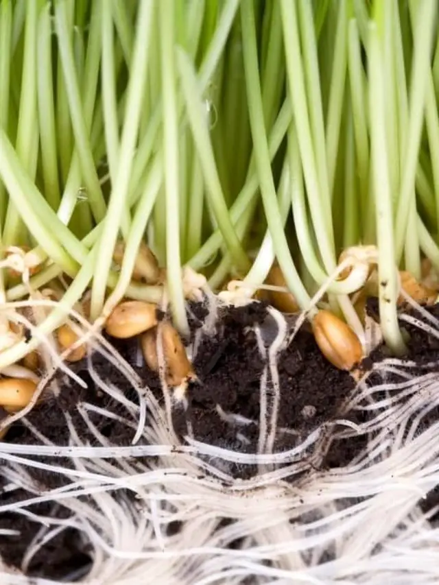 Plants With Fibrous Roots System Gardening Dream