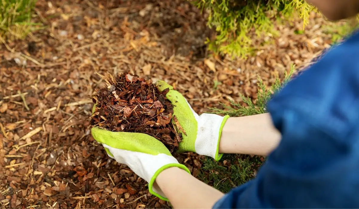 Are Pine Needles Good Mulch For Tomatoes - A Quick Overview - Gardening ...