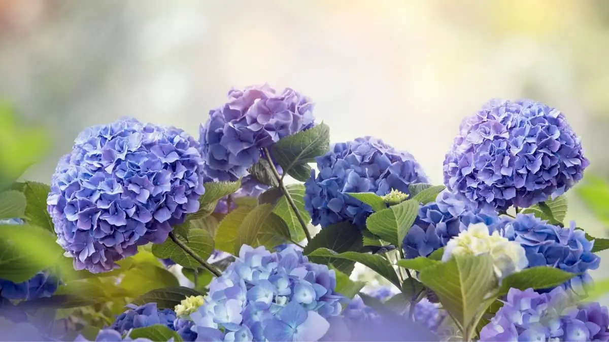 Consejos interesantes para cambiar el color de tu planta de hortensias -  Gardening Dream