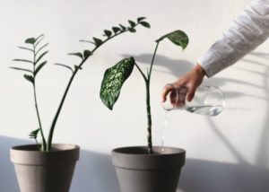 Can Sugar Water Help Plants Grow 300x214 