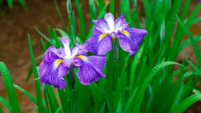 Do Irises Grow In Shade And 6 Tips For Quick And Easy Iris Care ...