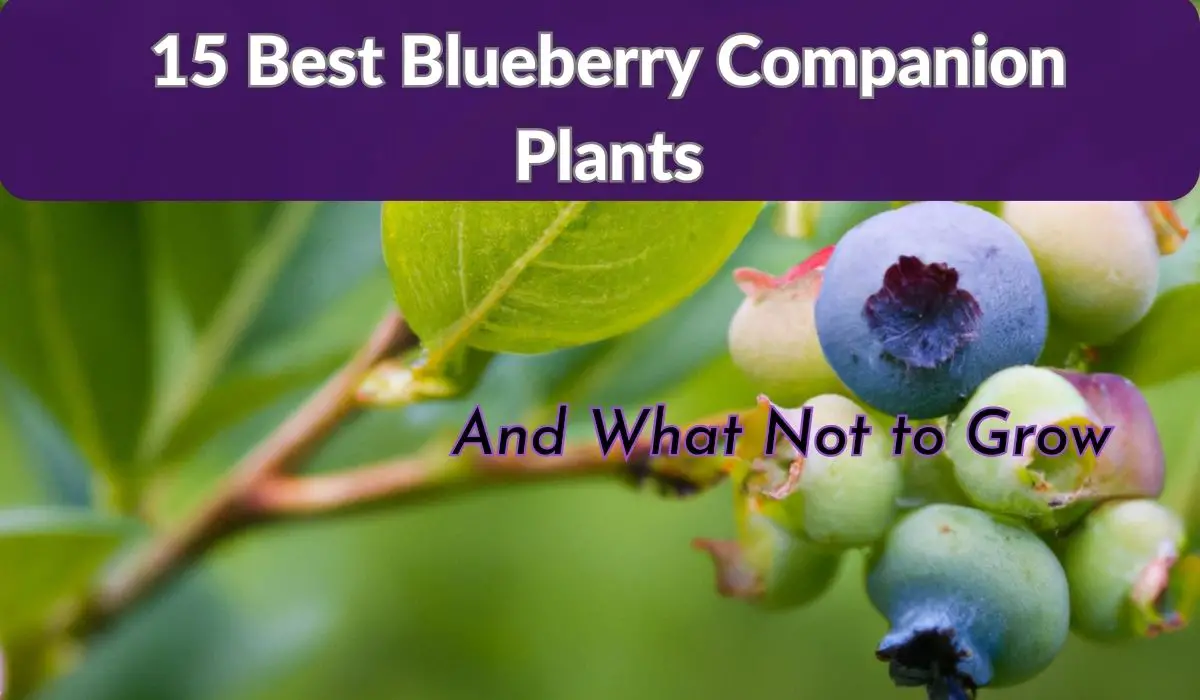 15 Best Blueberry Companion Plants - And What Not to Grow - Gardening Dream