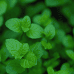 A top-down close-up of fresh, vibrant green mint leaves growing on stems. (fall herbs to harvest)
