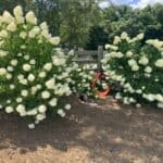 hydrangeas 01