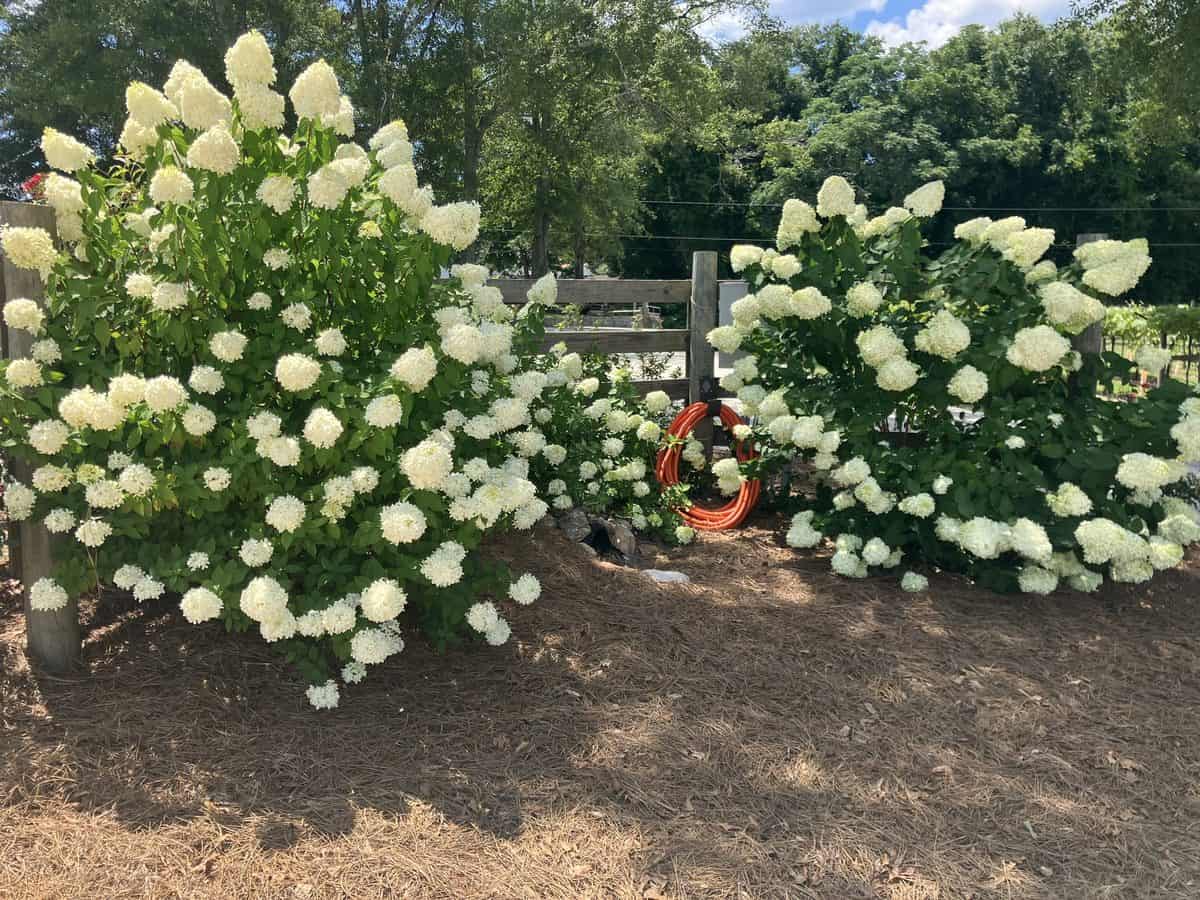 hydrangeas 01