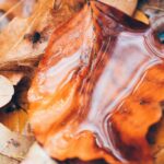 A close-up view of a wet, glossy orange leaf resting on a bed of dry, tan autumn leaves. (composting fall leaves)