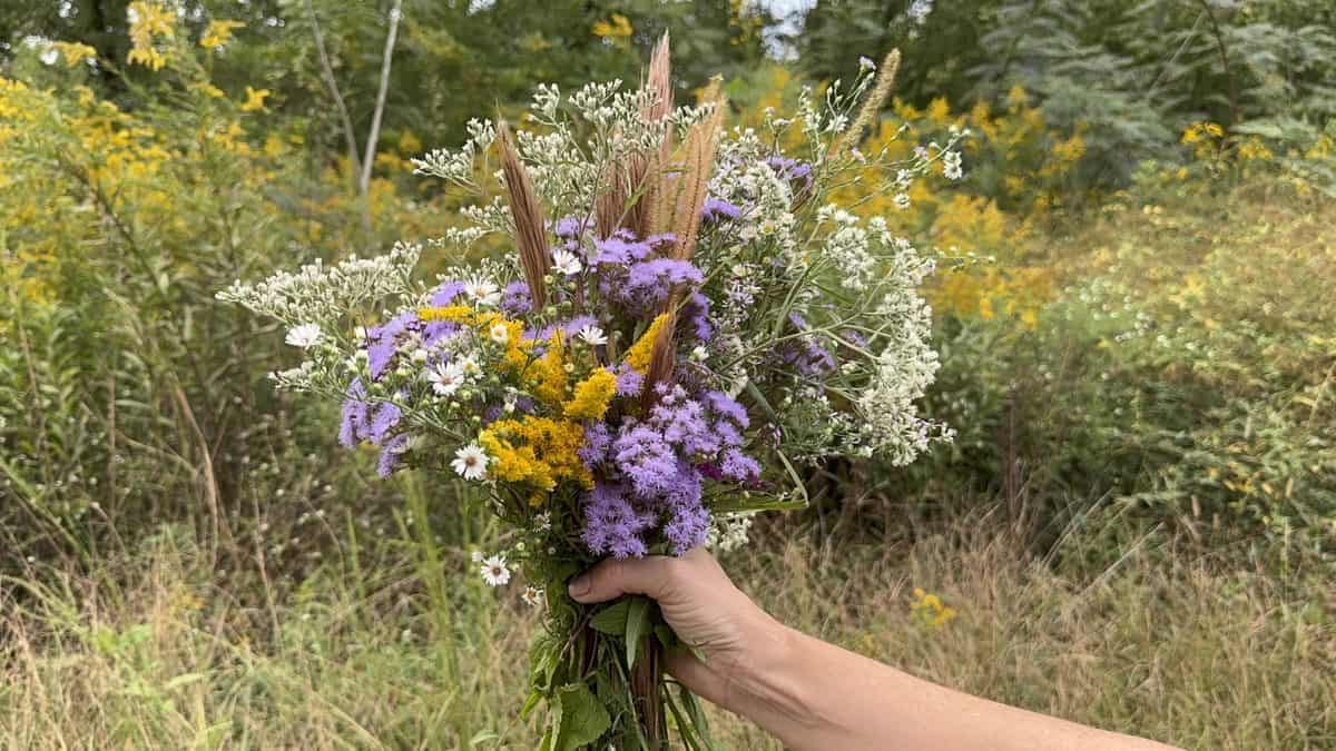 wildflowers 10